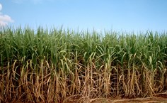 Economia alagoana ainda é baseada na produção de cana-de- açucar