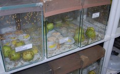 Gaiolas de Anastrepha no Laboratório de Ecologia Química