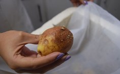 Goiaba atacada pela praga