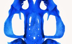 Um condocrânio de girino diafanizado. O crânio cartilaginoso das larvas são diferentes em cada girino. Imagem - Filipe Augusto Nascimento.