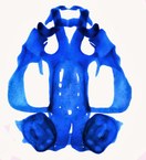 Um condocrânio de girino diafanizado. O crânio cartilaginoso das larvas são diferentes em cada girino. Imagem - Filipe Augusto Nascimento.