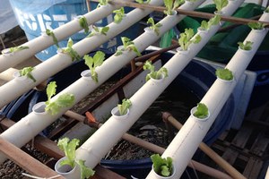 Laboratórios em Penedo vão produzir camarão pitu e vegetais