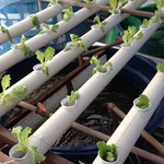Laboratórios em Penedo vão produzir camarão pitu e vegetais
