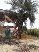 Pesquisadores resgatam árvore de 7 metros de altura