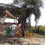 Pesquisadores resgatam árvore de 7 metros de altura