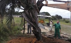 Árvore foi replantada no Arboretum, situado na Ufal