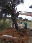 Árvore foi replantada no Arboretum, situado na Ufal