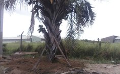 Palmeira de ouricuri é resgatada por pesquisadores da Ufal