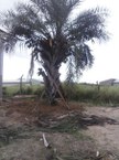 Palmeira de ouricuri é resgatada por pesquisadores da Ufal