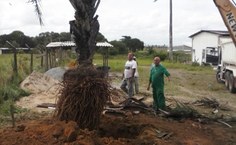 Processo de replantio da árvore