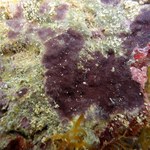 Ex-aluno da Ufal se destaca no cenário nacional em estudo sobre a fauna marinha