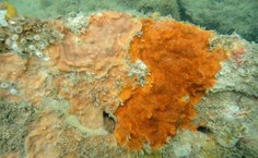 Duas espécies de briozários encontradas no recife da Praia do Francês, município alagoano de Marechal Deodoro