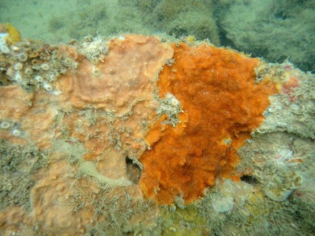 Duas espécies de briozários encontradas no recife da Praia do Francês, município alagoano de Marechal Deodoro