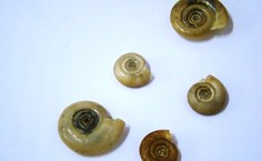 Caramujos Biomphalaria globata são os hospedeiros intermediários do parasita