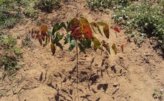 Apesar da adversidade do clima, boas técnicas permitem a adaptação dos eucaliptos