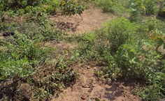 Em meio à vegetação rasteira do semiárido, uma sucessão de eucaliptos