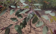 Espécie de eucalipto já adaptada ao semiárido