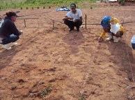 Técnicos preparam a terra para os experimentos com variedades de eucaliptos