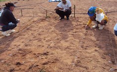 Técnicos preparam a terra para os experimentos com variedades de eucaliptos
