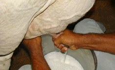 Produção de leite em Alagoas - foto da Agência Estado