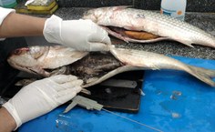 Tainha é aberta para a etapa de determinação da idade