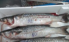 A gônoda (ova) da tainha demostra a fase reprodutiva da tainha adulta