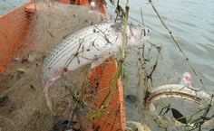 Lixo na lagoa prejudica o crescimento da Tainha