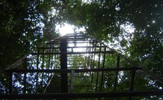 Torre mede variações climáticas de fragmento da Mata Atlântica