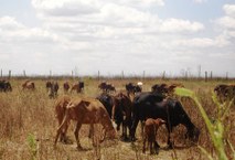 Animais alvos do projeto no semiárido