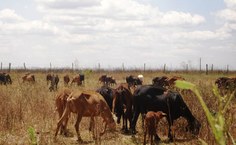 Animais alvos do projeto no semiárido