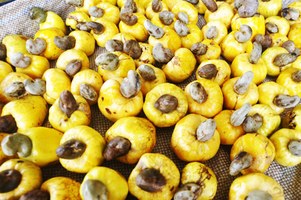 Feira orgânica está de volta ao campus