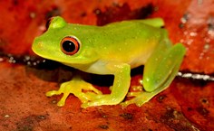 Aplastodiscus sibilatus (Foto de Barnagleison Lisboa)