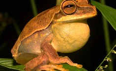 Hypsiboas freicanecae  (Foto de Barnagleison Lisboa)