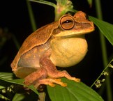 Hypsiboas freicanecae  (Foto de Barnagleison Lisboa)