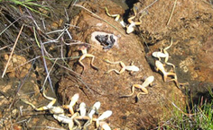 O Bd chega a matar populações inteiras de sapos, rãs ou pererecas (Foto tirada em 2008 pelo biólogo Vance Vredenburg, dos Estados Unidos)