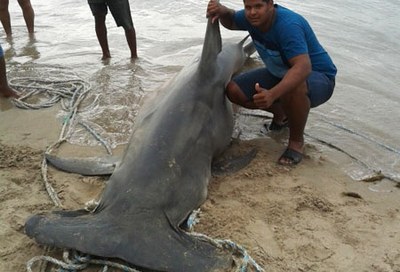 Tubarão capturado em Maceió