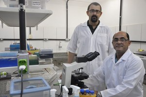 Pesquisa comprova eficácia de composto derivado de planta na cicatrização de feridas cutâneas