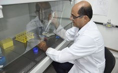 Etapas da pesquisa para demonstração  do composto triterpeno uvaol como cicatrizante