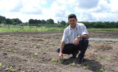 Professor Dr. Cícero Teixeira mostra experimento com milho em Rio Largo
