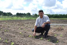 Professor Dr. Cícero Teixeira mostra experimento com milho em Rio Largo