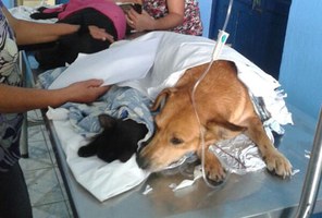 Medicina Veterinária e OAB firmam parceria para projetos com pequenos animais