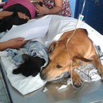 Medicina Veterinária e OAB firmam parceria para projetos com pequenos animais