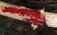 Abelha retirando a  resina vermelha da planta