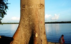 Ninho na grande árvore por Guy Veloso