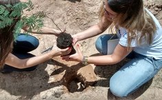 Plantio de mudas é realizado no entorno do Campus do Sertão