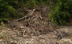 DECIFRO Foto de Camila Cavacante Raizes