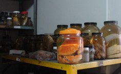 Coleções científica e didática tem objetivos diferentes