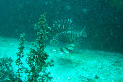 Peixe-Leão foi visto no Arraial do Cabo, Rio de Janeiro; pesquisador da Ufal faz alerta