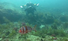 Cláudio Sampaio realizou doze mergulhos durante a expedição