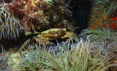 Uma das espécies registradas durante a expedição